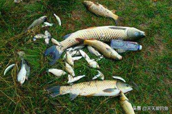 釣魚線組的綁法圖解