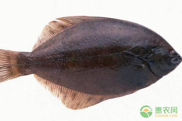比目魚多少錢一斤