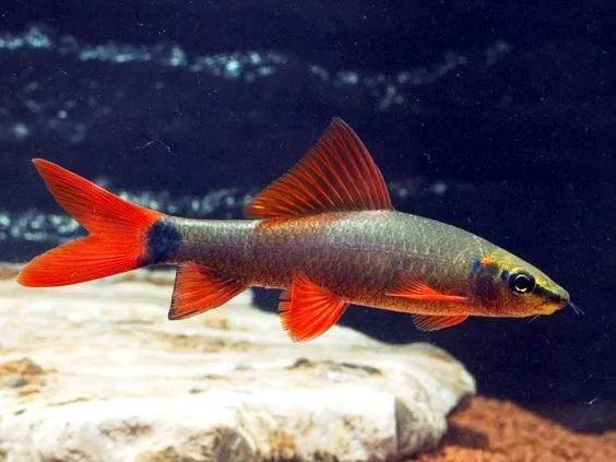 彩虹鯊魚和什么魚混養(yǎng)