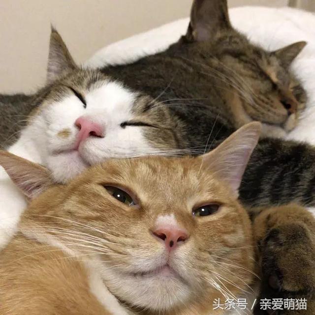 簡州貓與貍花貓區(qū)別