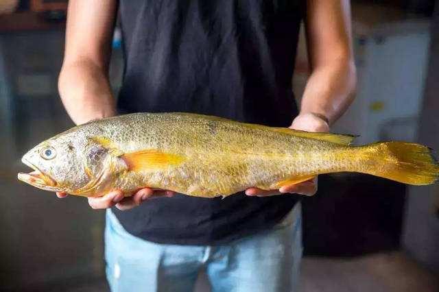 野生大黃魚多少錢一斤