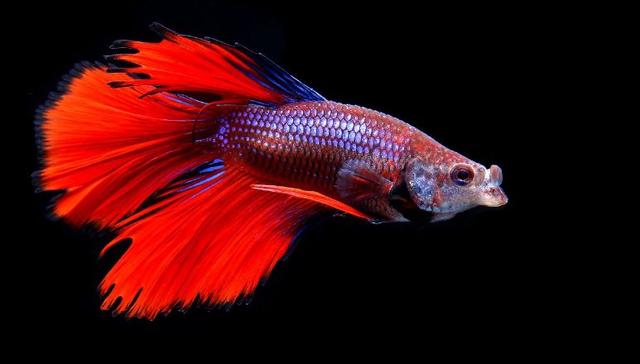 泰國(guó)斗魚(yú)吃什么食物