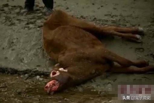 美國屠牛事件真相