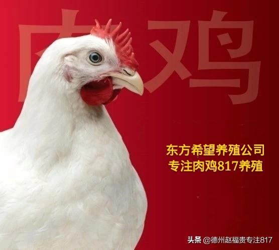 今日山東肉毛雞價格
