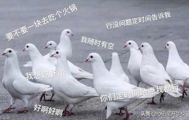 放鴿子是什么意思