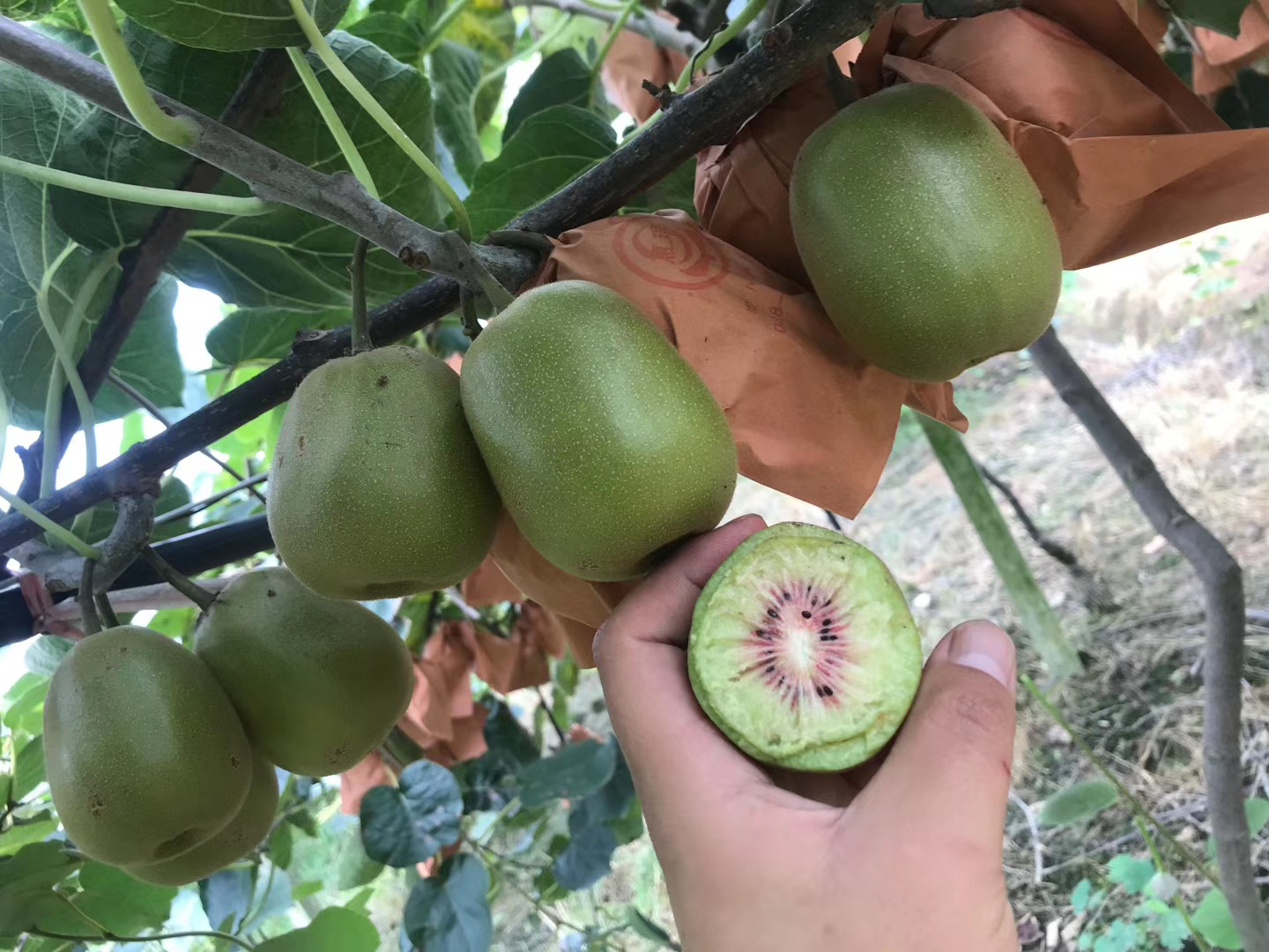 獼猴桃什么季節(jié)成熟