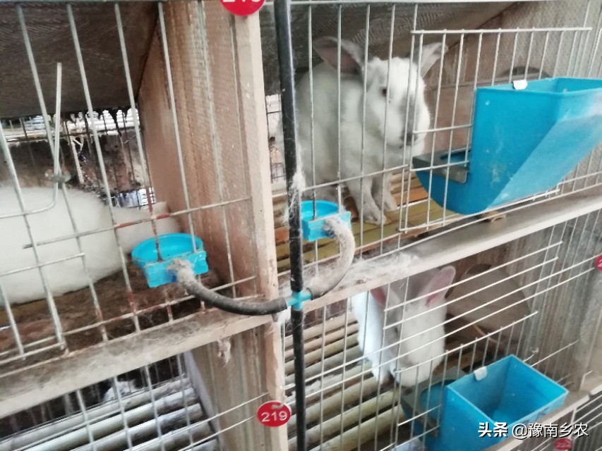 十大暴利養殖