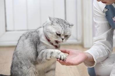 開個狗糧加工廠掙錢嗎？