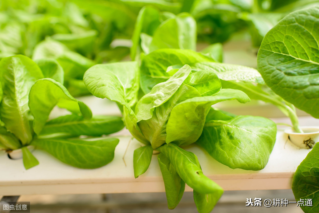 水培蔬菜怎么種植