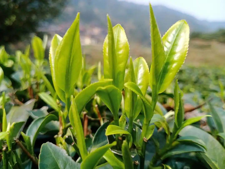 2021淘寶春茶節時間