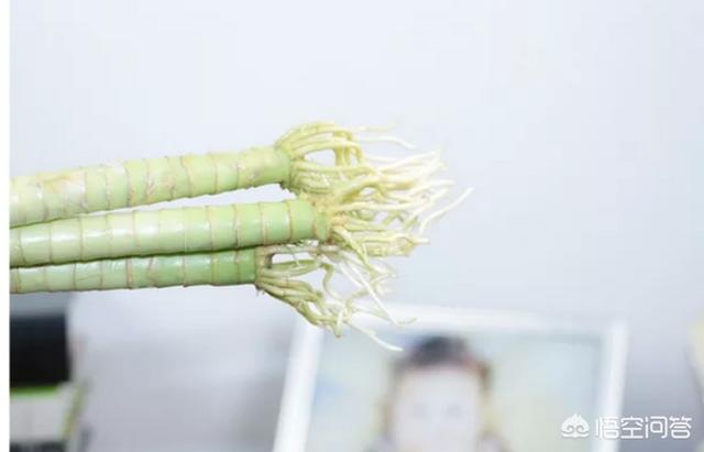 富貴竹怎么水養