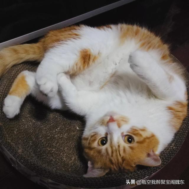 喜歡貓的男生性格怎樣