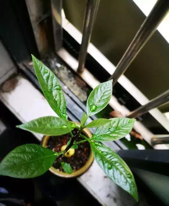 牛油果盆栽種植方法