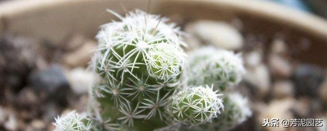白鳥多肉植物怎么養殖