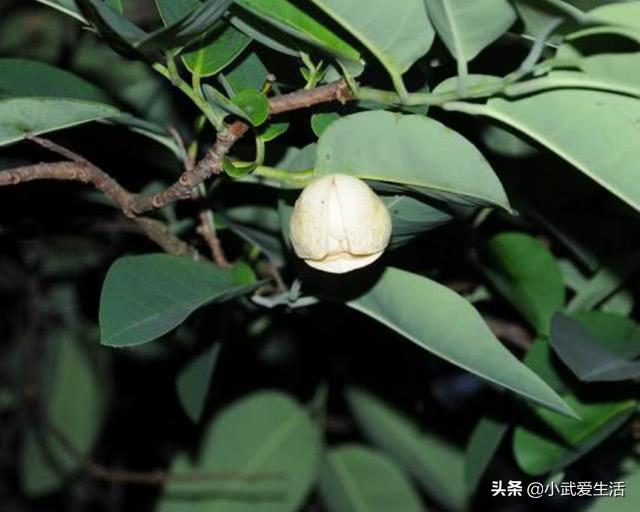 牛心果怎么吃？