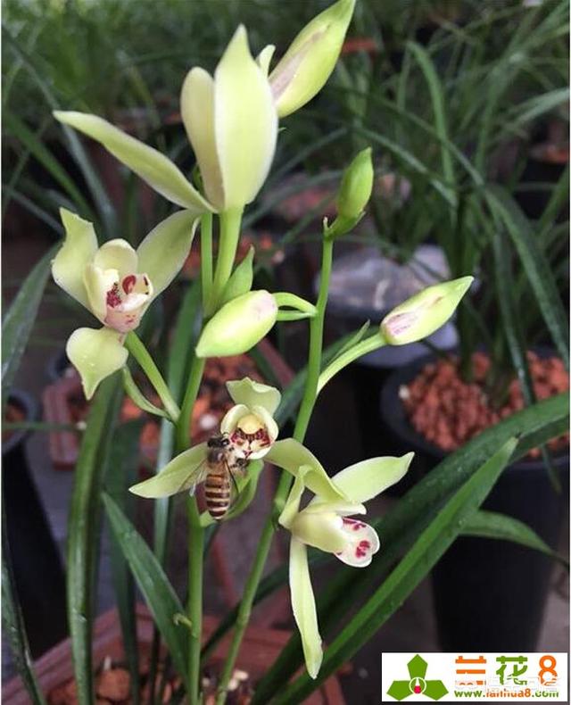 蘭花的寓意和象征