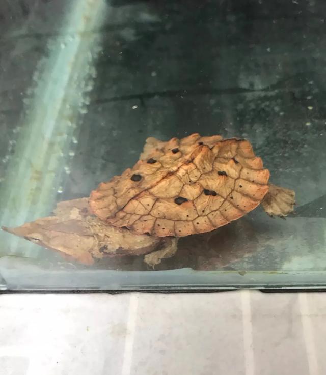 烏龜怎樣才算認可主人