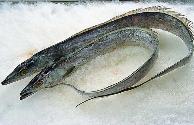 2019帶魚多少錢一斤
