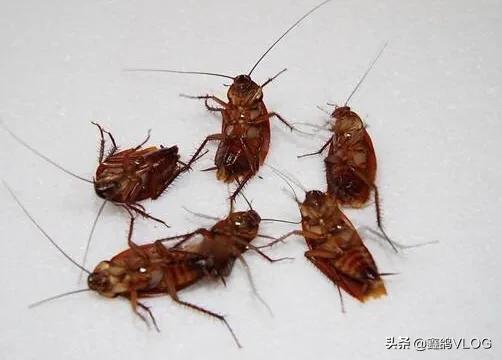 家里放一物絕對沒蟑螂