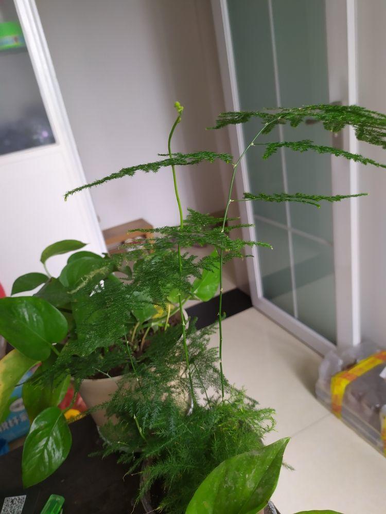 為什么家里不能養文竹
