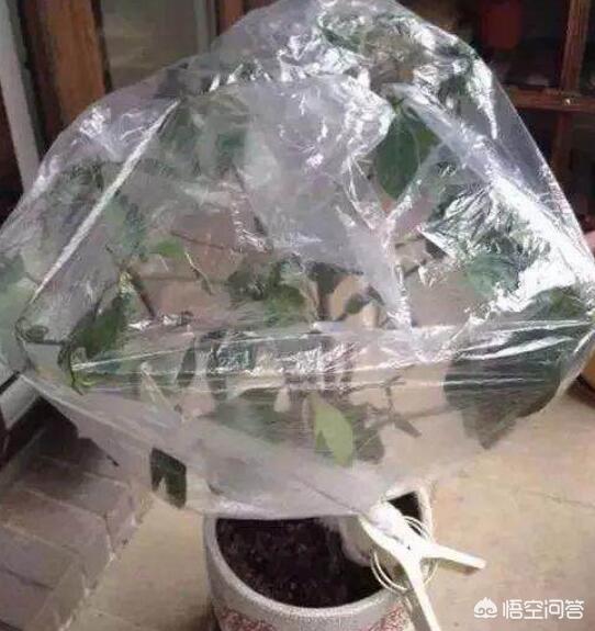 茶花的養殖方法和注意事項