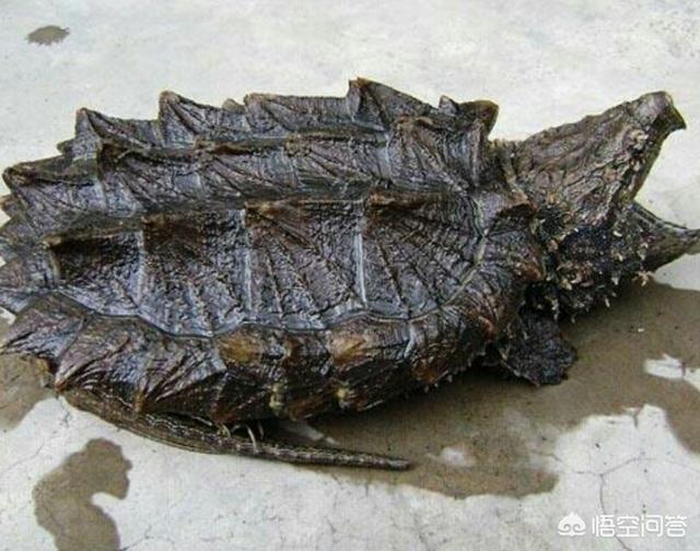 養鱷龜需要注意哪些事項