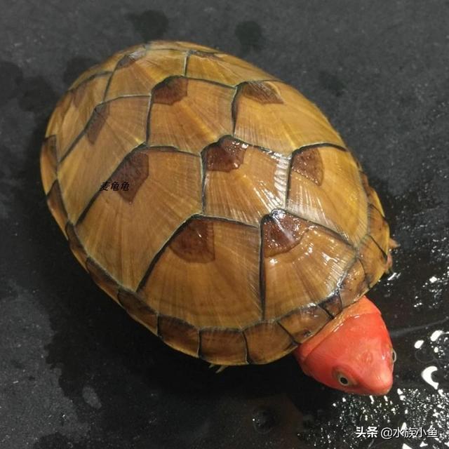 十大最值得養的龜