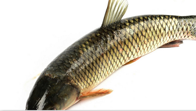 和平精英釣魚攻略（和平精英釣魚地點(diǎn)）
