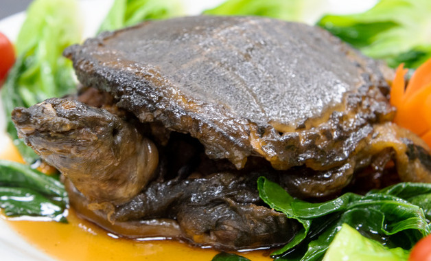 十大甲魚品牌排行榜前十名