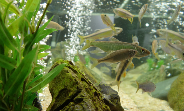 魚缸排行榜前10名