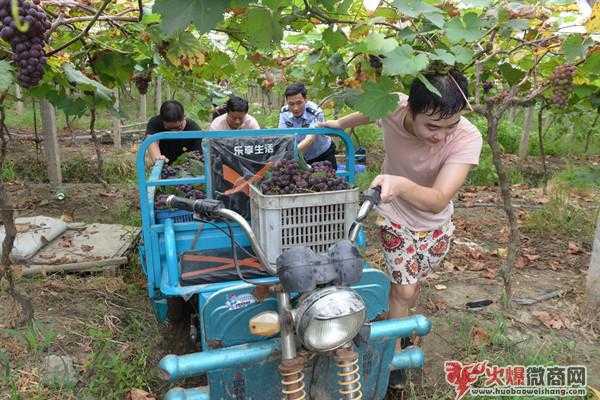法院干警做微商，朋友圈“吆喝”賣葡萄