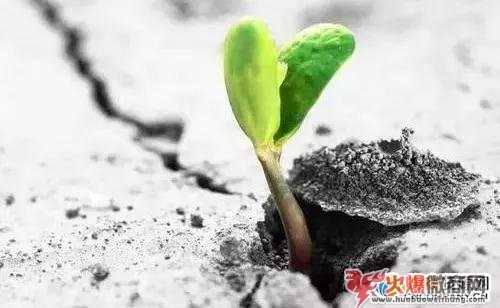 2019年微商四大生存法則，現在看還不晚??！